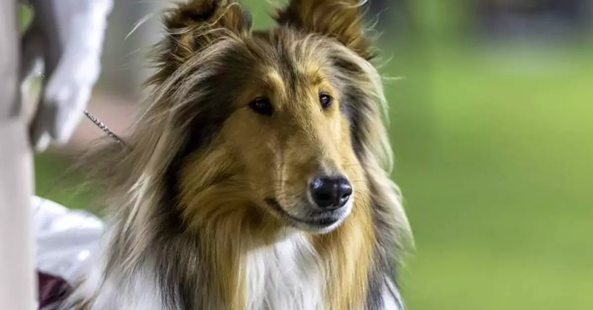 Texas A&amp;M's collie mascot Reveille X has eye removed after glaucoma diagnosis
