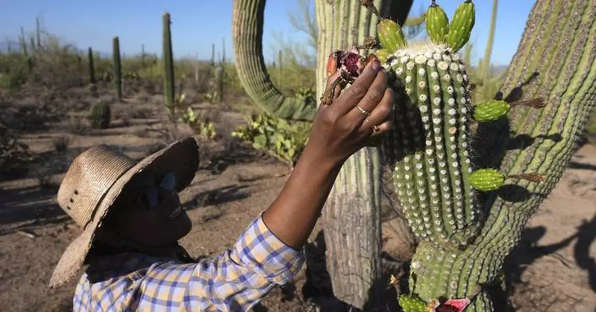Why Tohono O’odham Nation's centuries-old saguaro fruit harvest is experiencing a revival in Arizona