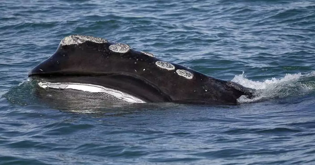 Fishing groups push to postpone protections for endangered right whale to 2035