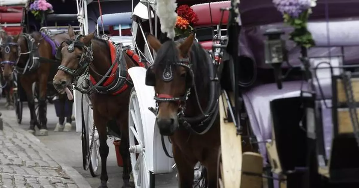 New York carriage driver acquitted of overworking horse that collapsed