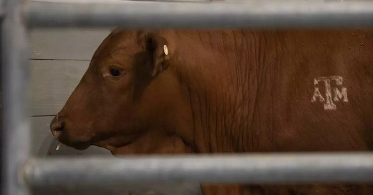 After screwworm scare, US-Mexico border set to reopen for cattle imports