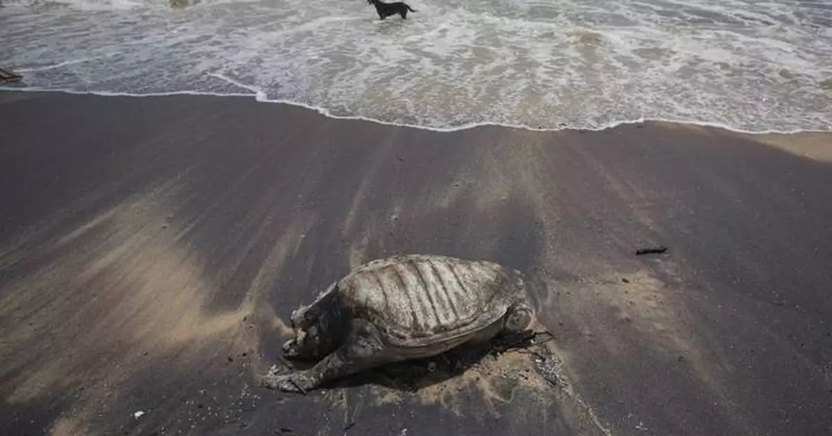 Sri Lankan court orders owners of container ship to pay $1 billion in marine pollution compensation