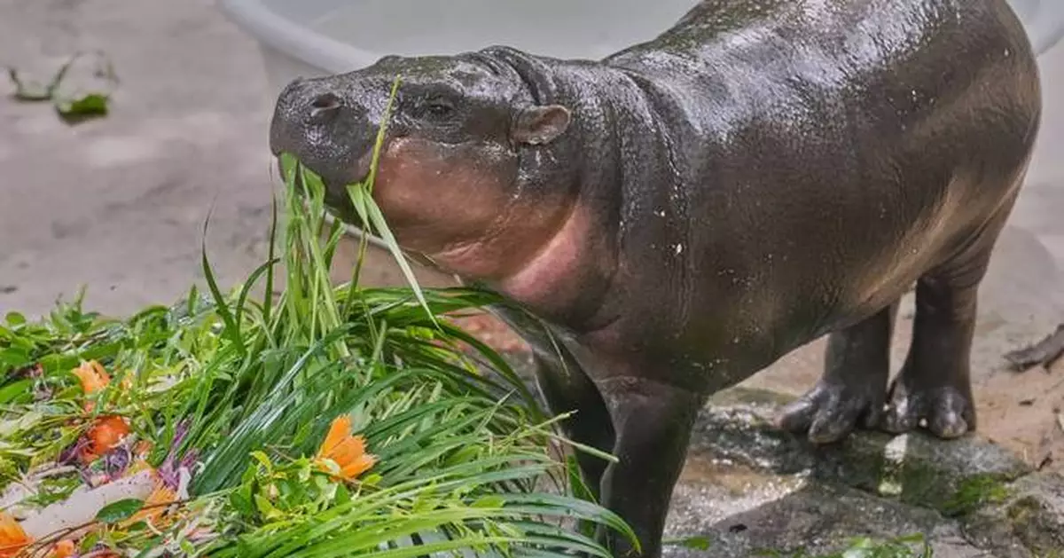 Thousands celebrate baby hippo Moo Deng's first birthday at a Thailand zoo