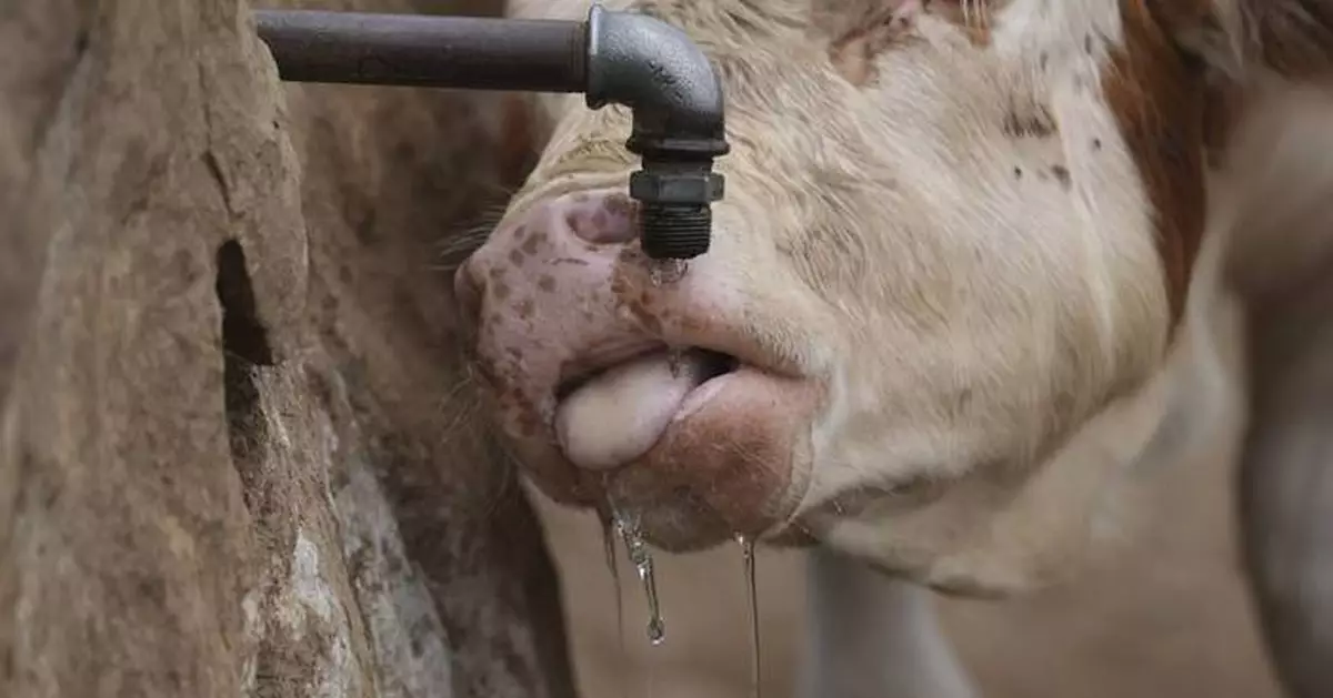 Water tanks replace springs on a Serbian mountain as drought endangers some 1,000 cows and horses