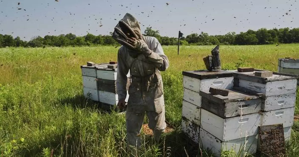 Bees have some ways to cope with a warming Earth, but researchers fear for their future
