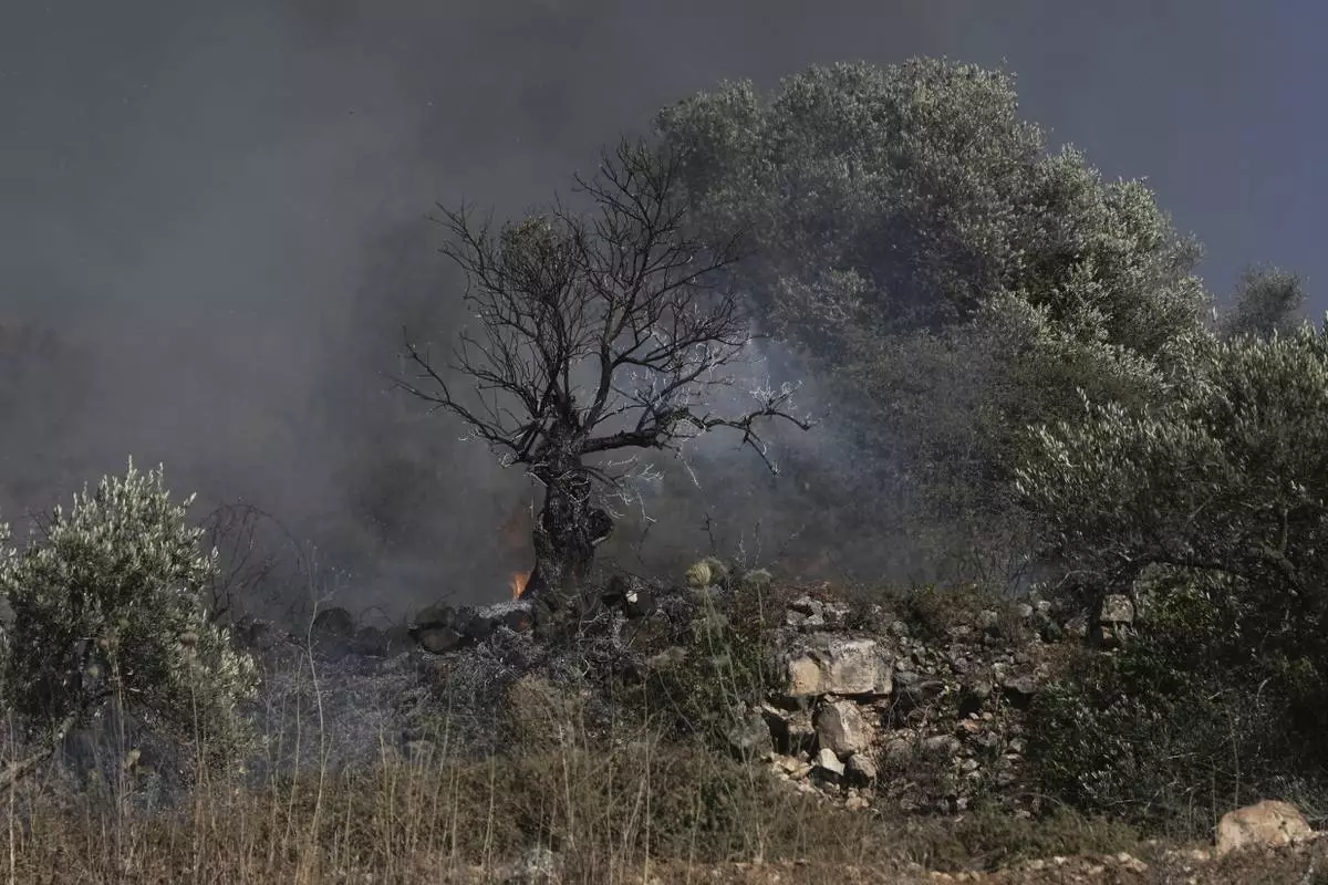 An olive tree smolders after burned in a Palestinian village near the West Bank town of Sinjil, Friday, July 11, 2025. (AP Photo/Maya Alleruzzo)