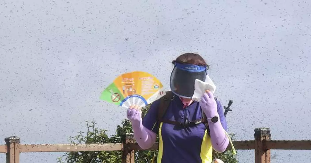 'Lovebugs' return in swarms to South Korea and blanket a mountain peak