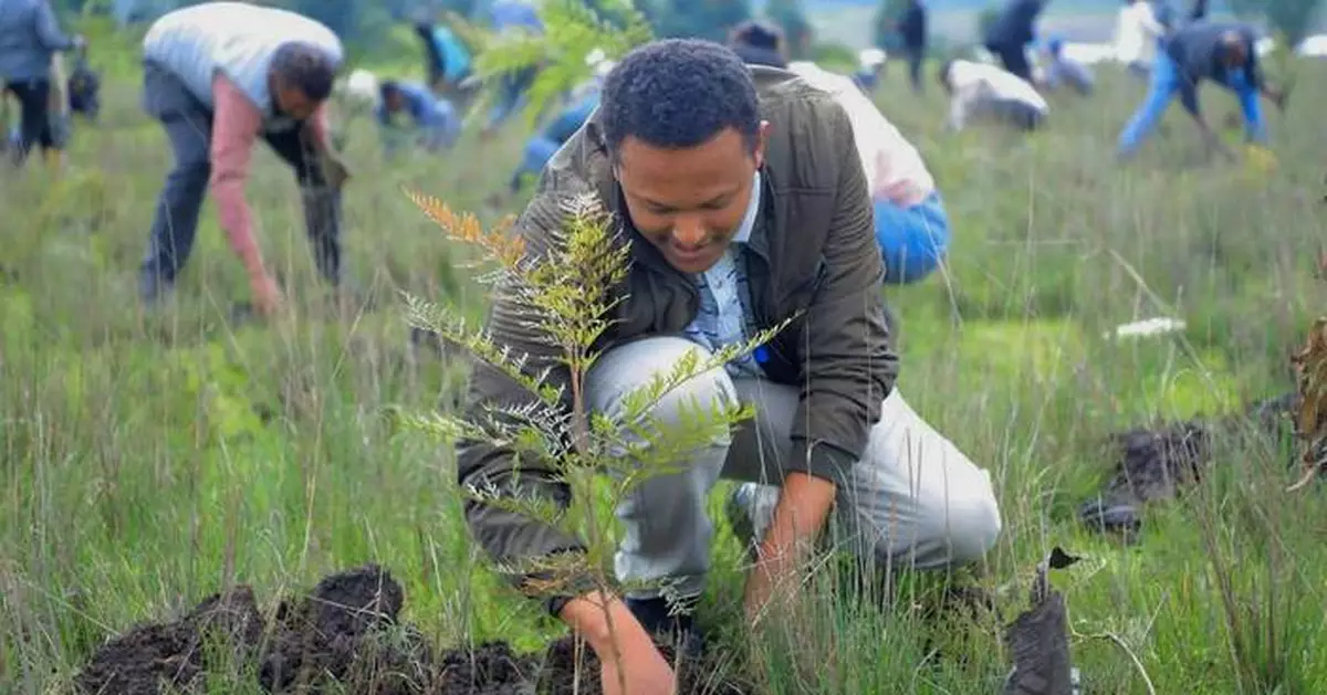 Ethiopia's national tree campaign underway with aim to plant 700 million seedlings in one day