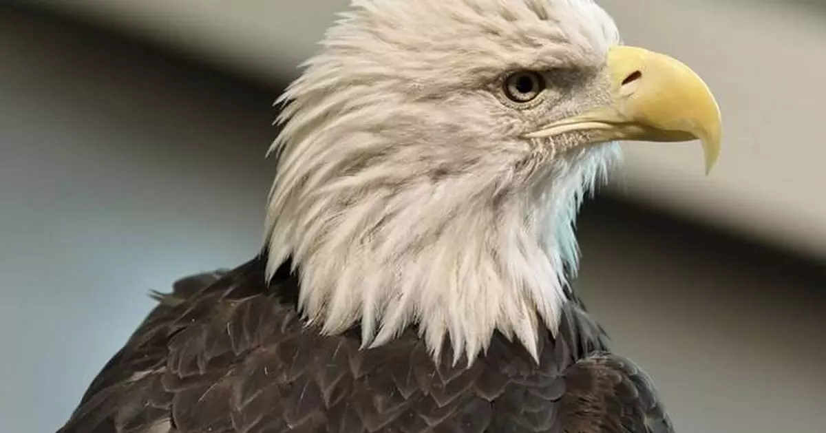 Bald eagle's new status as the official US bird brings pride and hope to many Native Americans