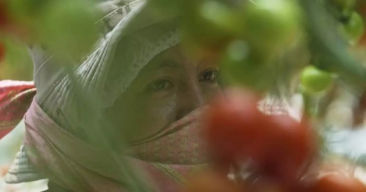 Here's how a major Mexican tomato exporter is affected by Trump’s 17% tariff