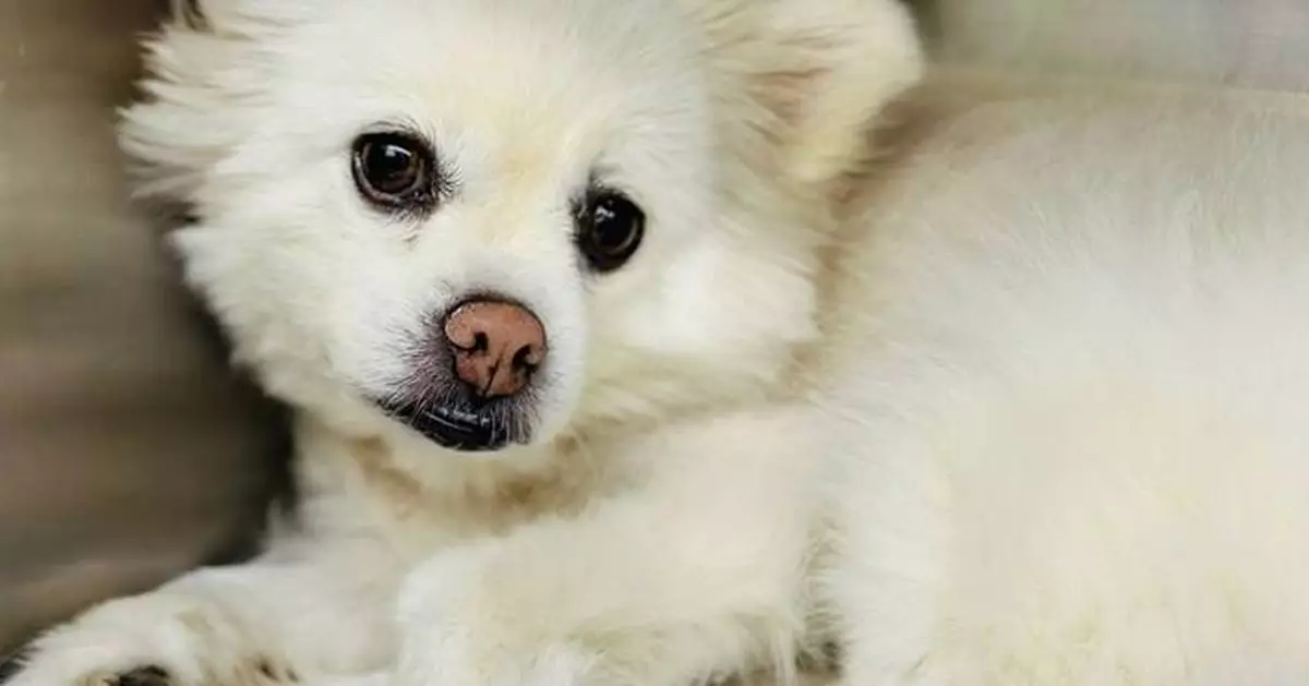 NEL Animal Cardiovascular Center Performs World’s First Surgical Treatment of Canine Infective Endocarditis