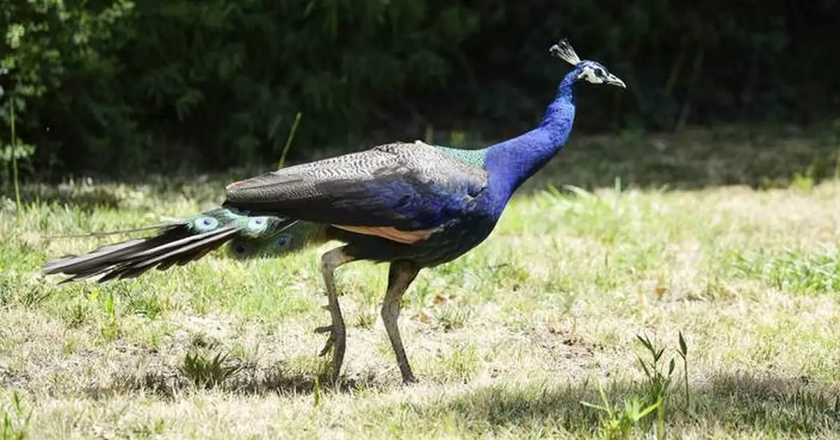Dozens of peacocks and peahens go missing from Northern California hotel