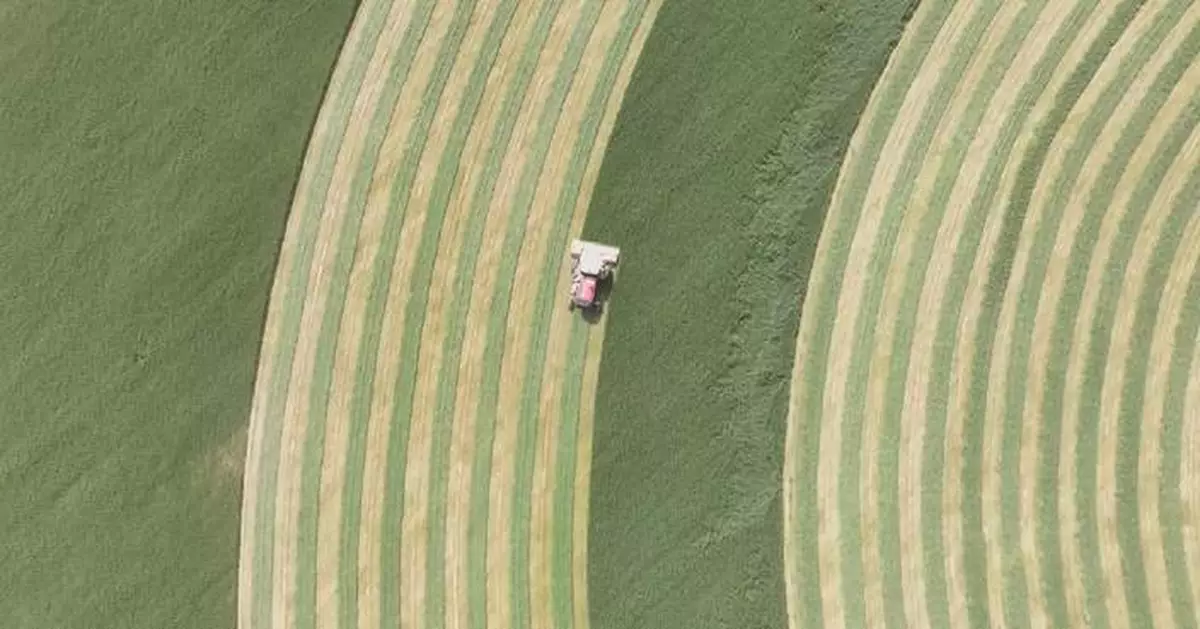Oats harvested on edge of Taklamakan Desert for first time