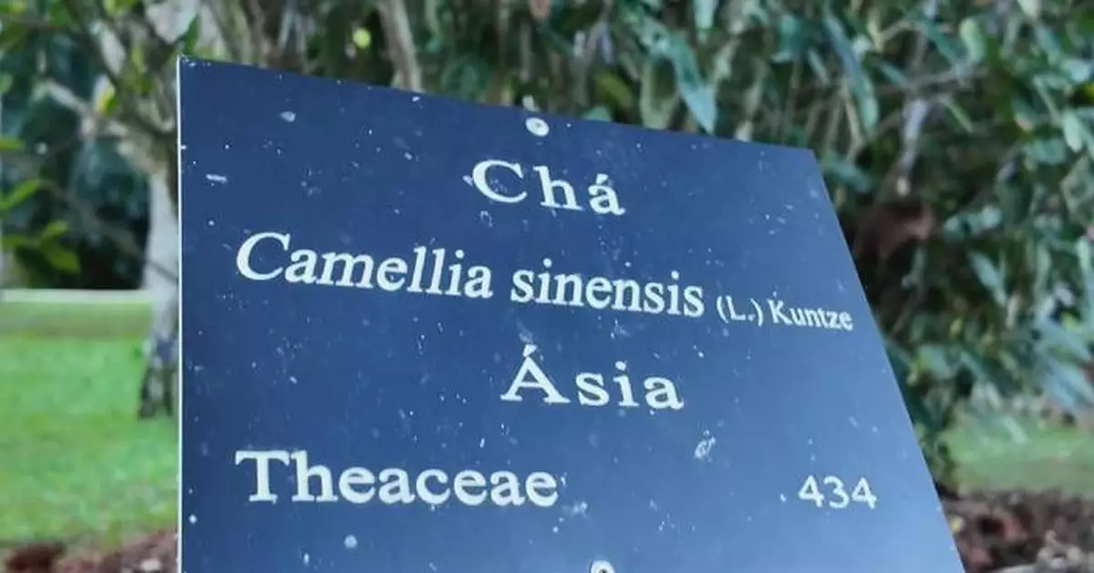 China's cultural, economic footprint flourishes in Brazil's Rio