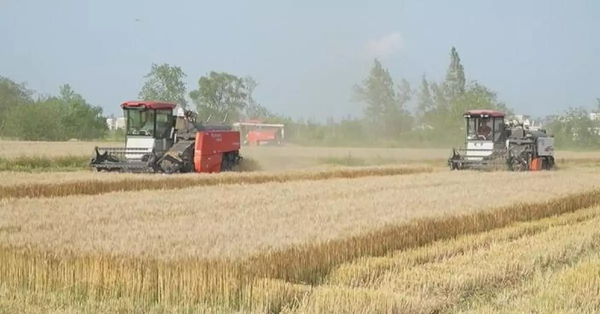 China attains bumper summer grain harvest in 2025