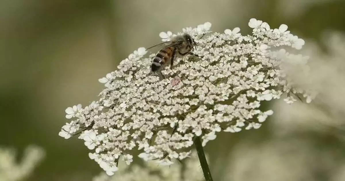 Bees attack French town, leaving 24 injured
