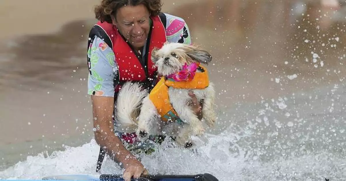 Photos show dogs and their owners paddleboarding for a fun event on England's south coast