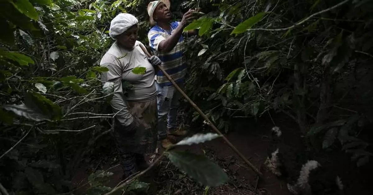 Small Brazilian coffee producers fear for the future after Trump’s 50% tariff