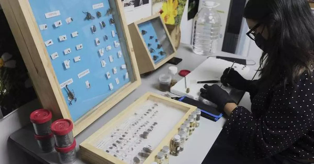 Why are scientists dressing pigs in clothes and burying them in Mexico?