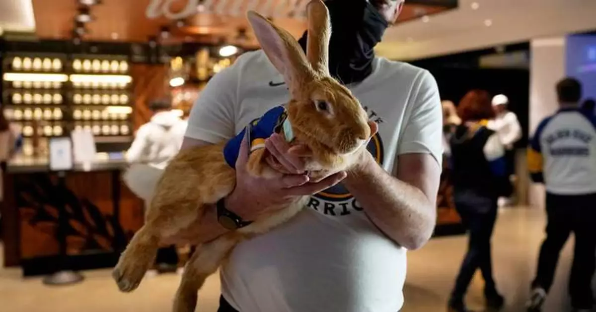 Beloved ballpark therapy bunny, Alex The Great, has died after complications from cancer