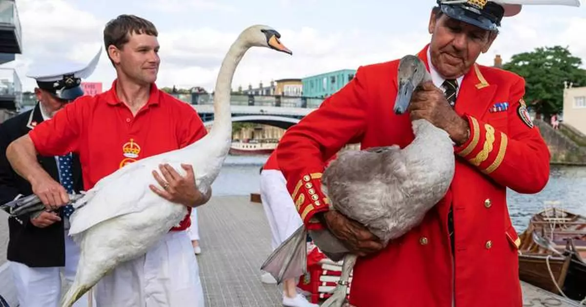 King Charles' annual swan census begins on the River Thames