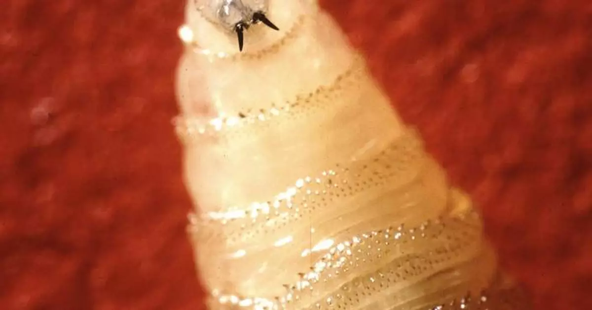 The US plans to begin breeding billions of flies to fight a pest. Here is how it will work