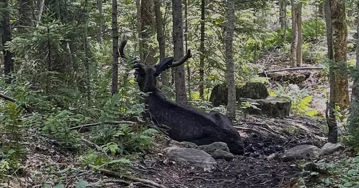 A bull moose is blocking a New York mountain trail. Wildlife researchers don't know why