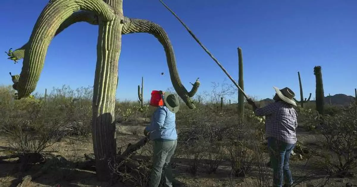 PHOTO ESSAY: Tohono O'odham families carry on sacred saguaro fruit harvest in Arizona borderlands
