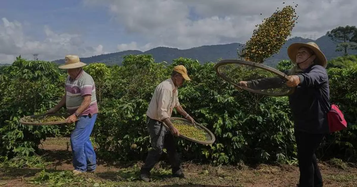 Photos of Brazilian coffee farmers facing threat from US tariff