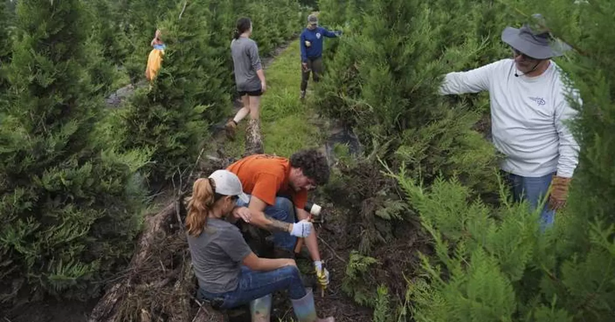 Texas floodwaters damaged crops and endangered livestock. Now farmers and ranchers are cleaning up
