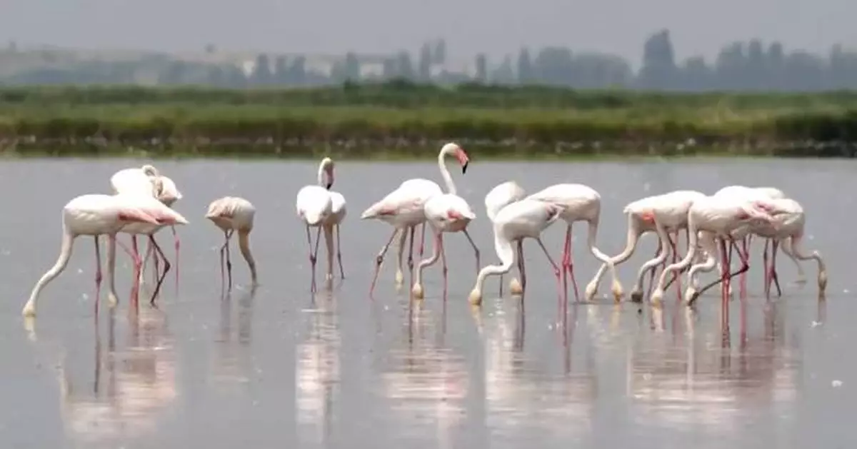Flamingos are stirring up trouble and ravaging rice for risotto in Italy's northeast