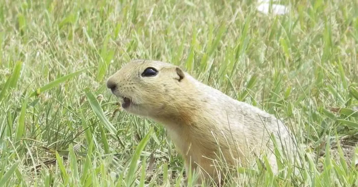 Ground squirrels are taking over a North Dakota city and officials are not amused