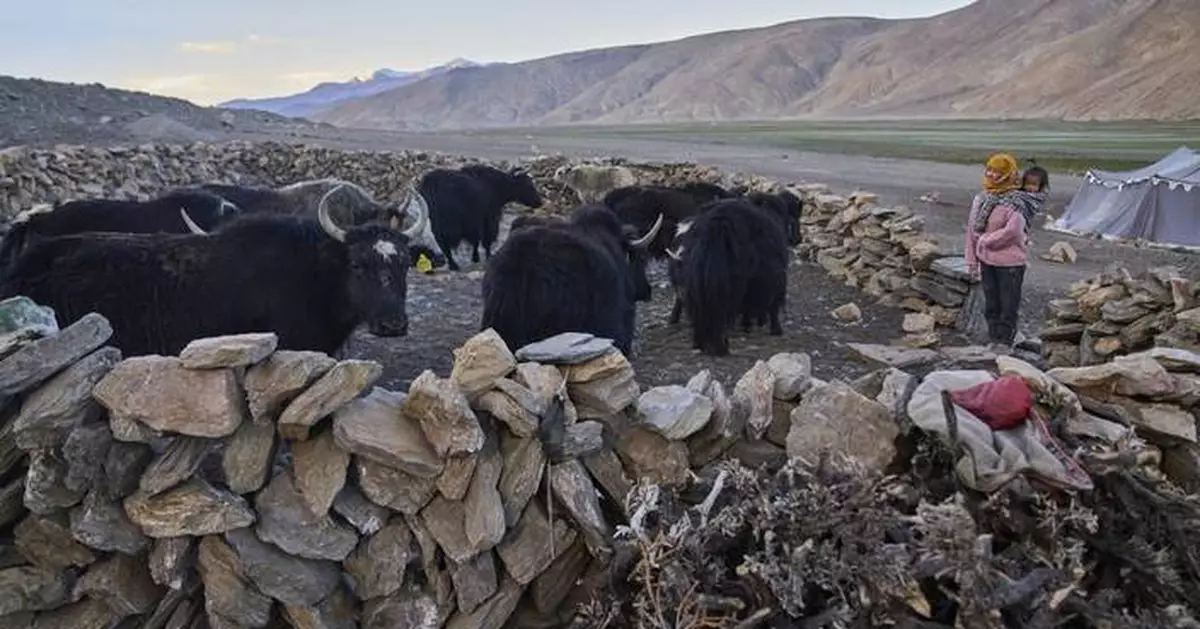 High in India’s Himalayan mountains, yak herders struggle to survive a warming world