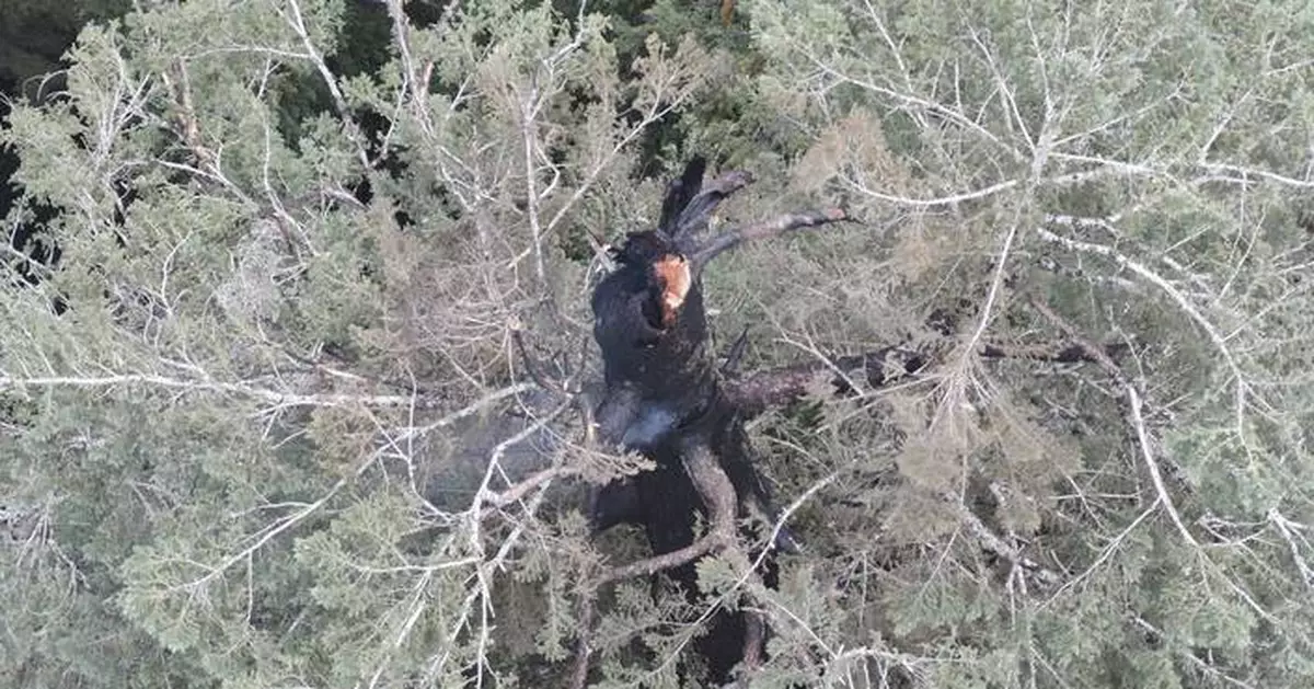 A fire is burning one of the world's tallest trees near the Oregon coast