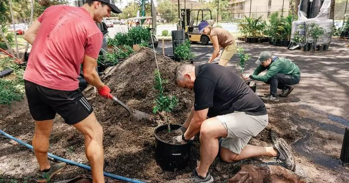 New Trees Take Root in Lahaina, Hawaii, Two Years After Devastating Wildfires