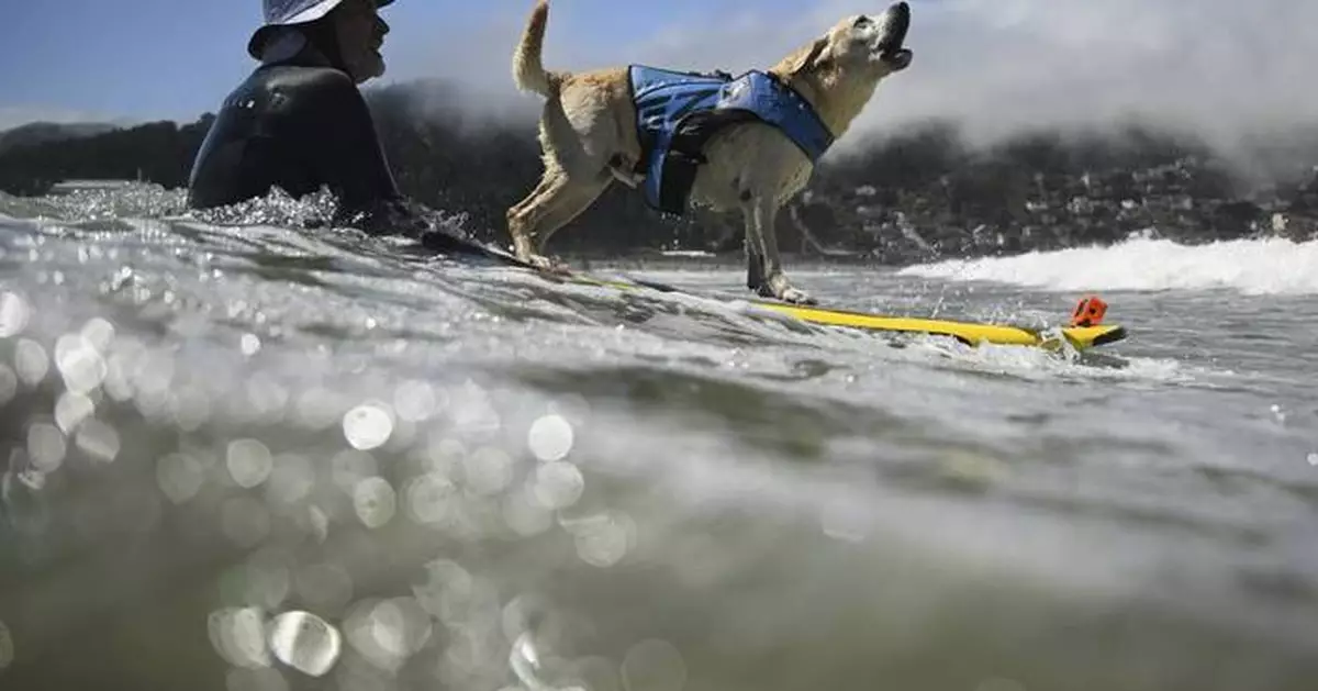 Who's the top dog? Wave-riding canines compete in the World Dog Surfing Championships