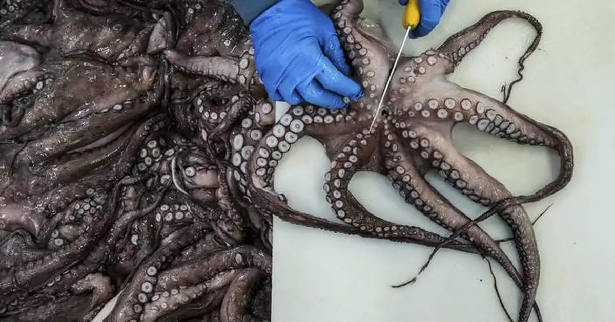 As octopuses dwindle in Spanish waters, suppliers look to imports and farming despite concerns