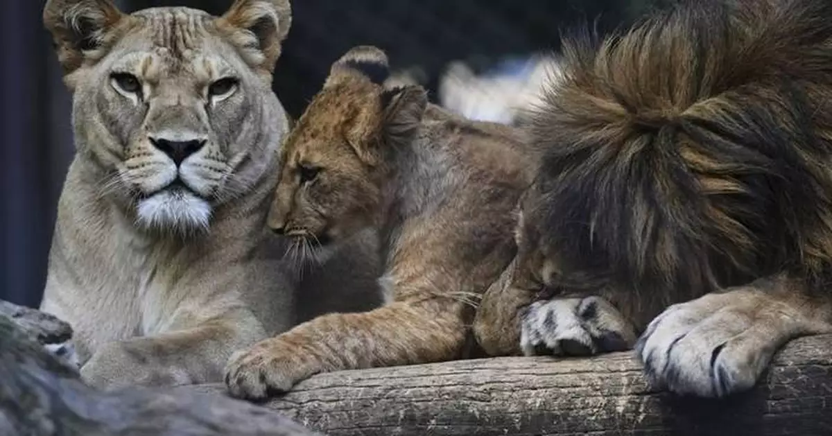 Czech zoo welcomes 4 rare Barbary lion cubs whose population is extinct in the wild