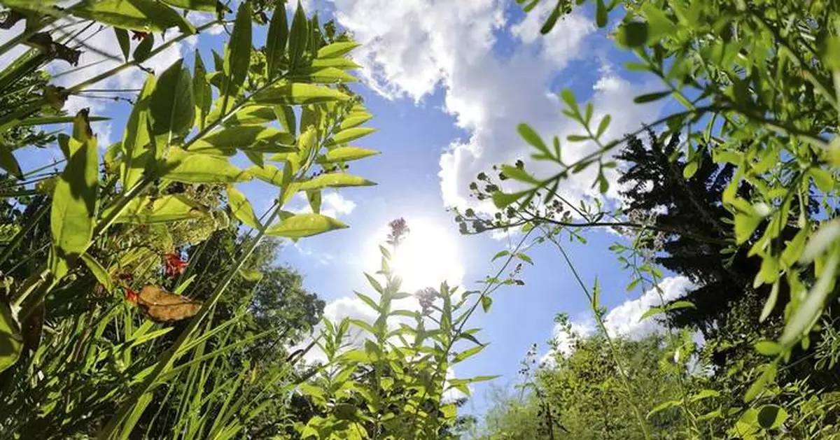 A Berlin garden of flavorsome herbs revives a monastic health tradition from the Middle Ages