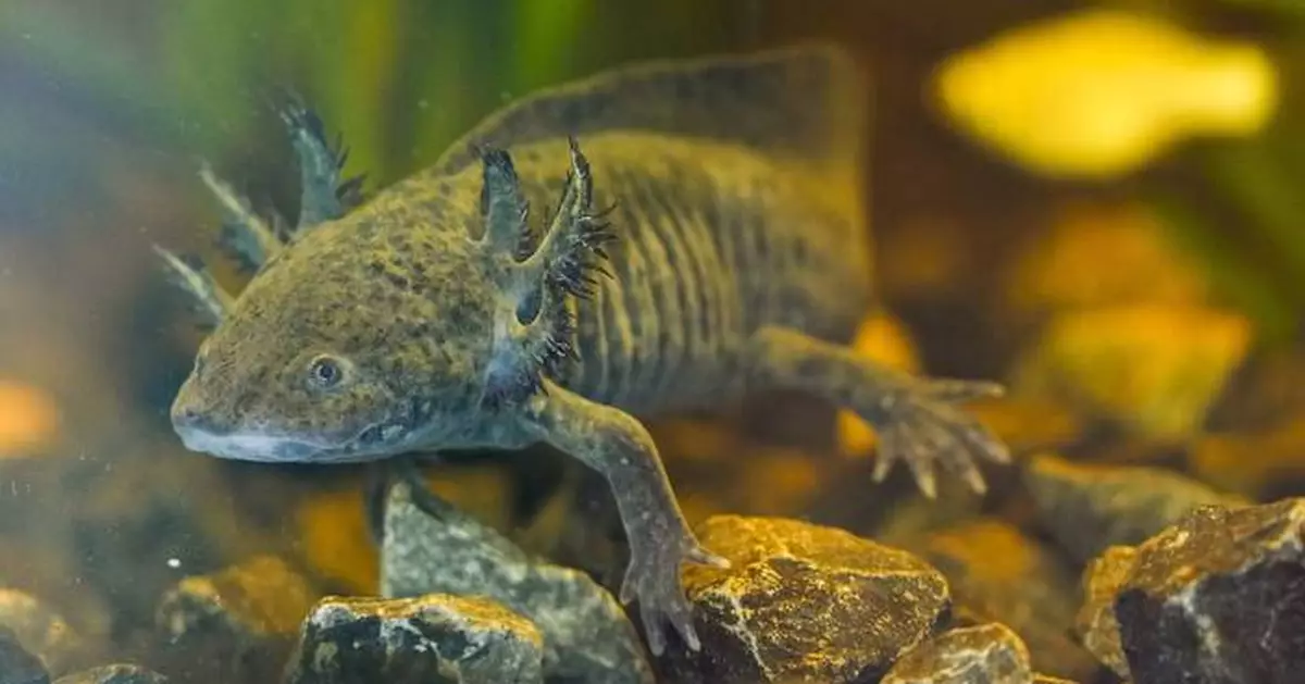 Scientists search for DNA of an endangered salamander in Mexico City’s canals