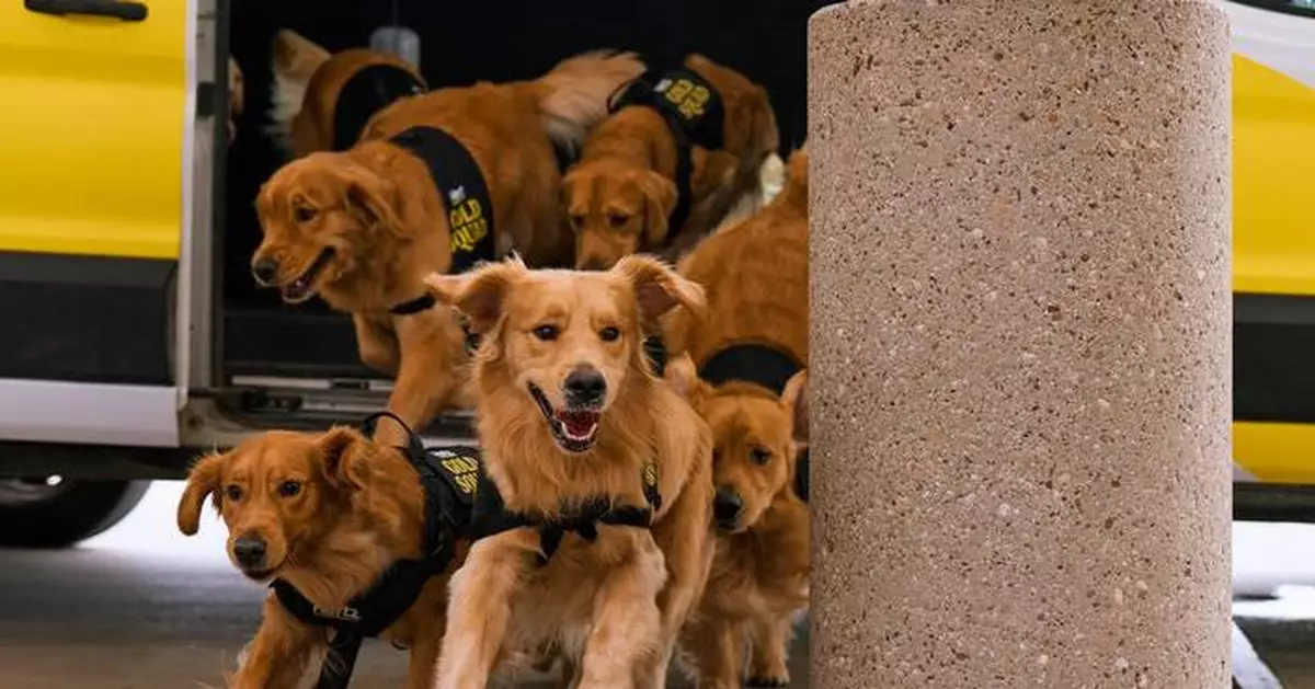 Hertz Brings Golden Retriever ‘Gold Squad’ to Airports Nationwide