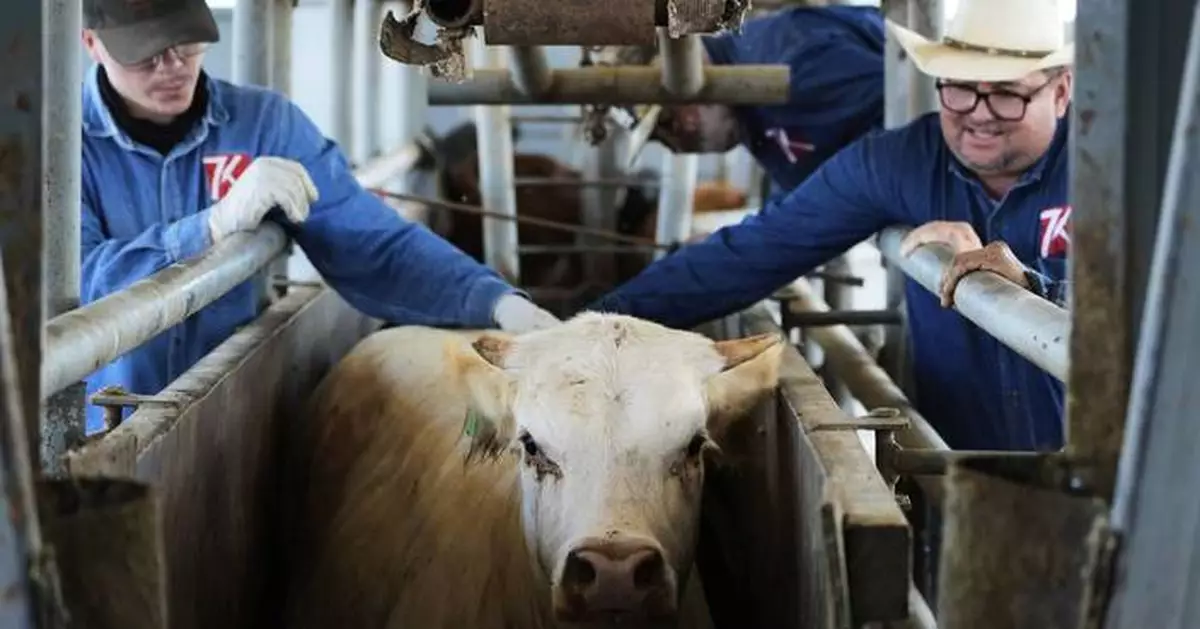 The US plans to build a $750M fly factory in Texas to stop a flesh-eating cattle parasite