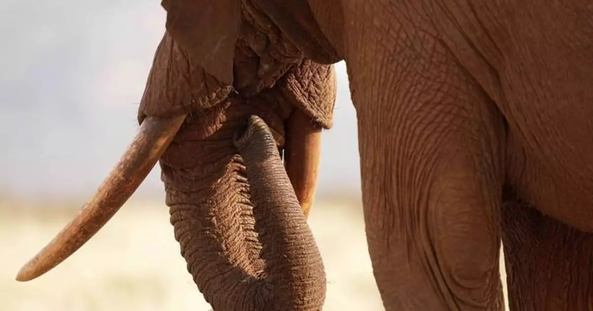 Tuesday is World Elephant Day. 5 things to know about the world's largest land mammals