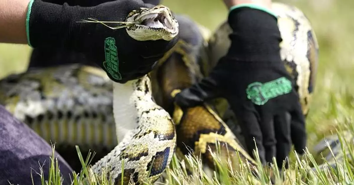 Robot rabbits the latest tool in Florida battle to control invasive Burmese pythons in Everglades
