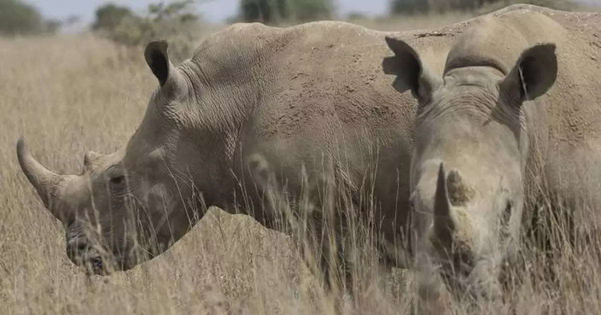 The world's black rhino numbers have increased but there's bad news for others