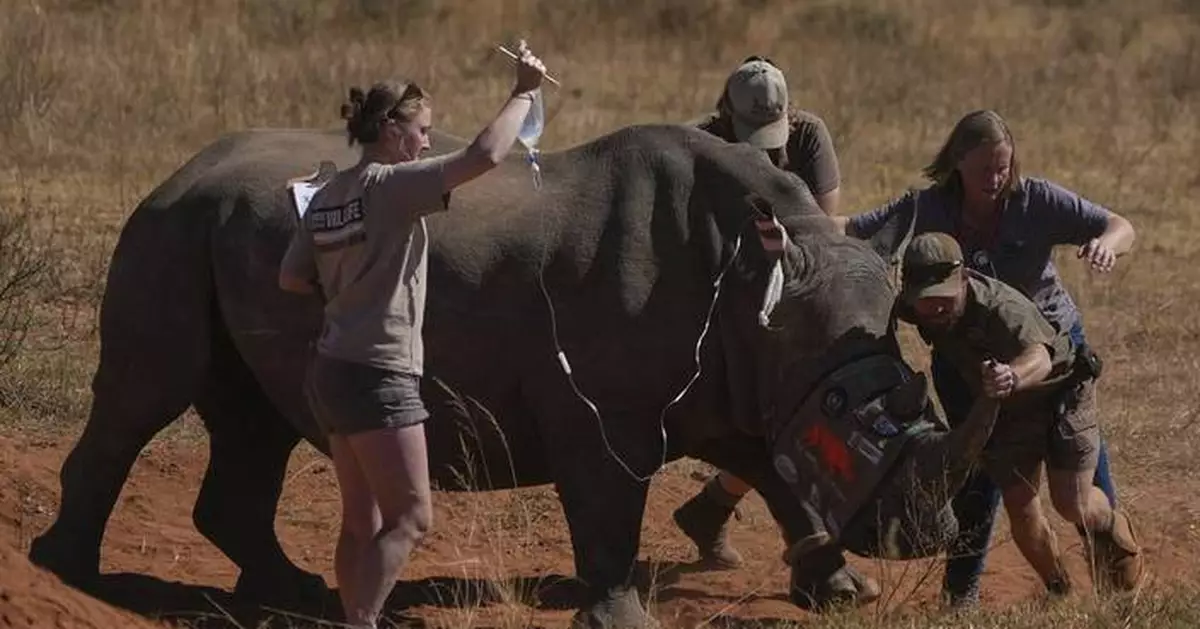 Scientists in South Africa are making rhino horns radioactive to fight poaching