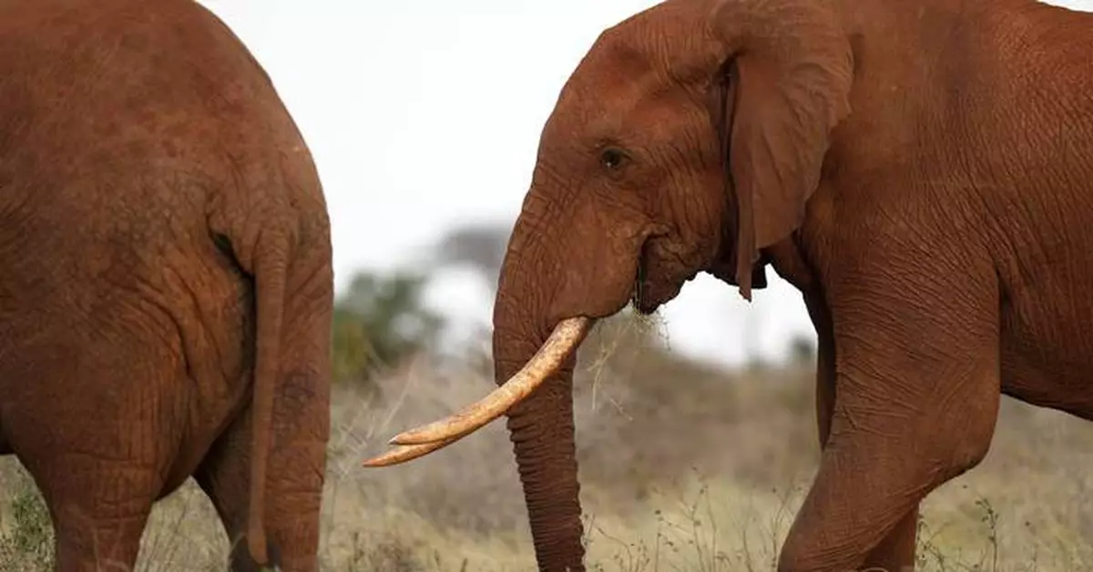 Kenyan farmers use bees and sesame to keep away marauding elephants