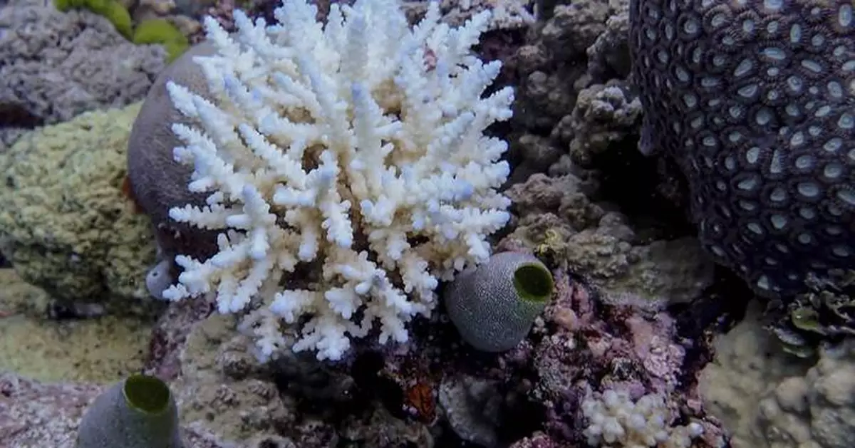 Great Barrier Reef records largest annual coral loss in 39 years