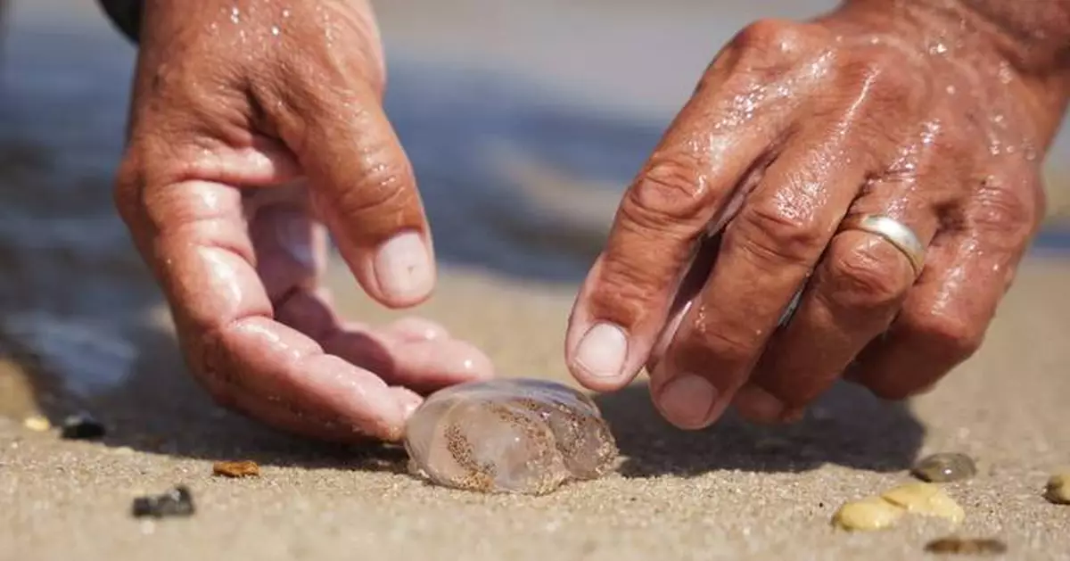 Many Delaware beachgoers feel the sting of a blooming jellyfish population