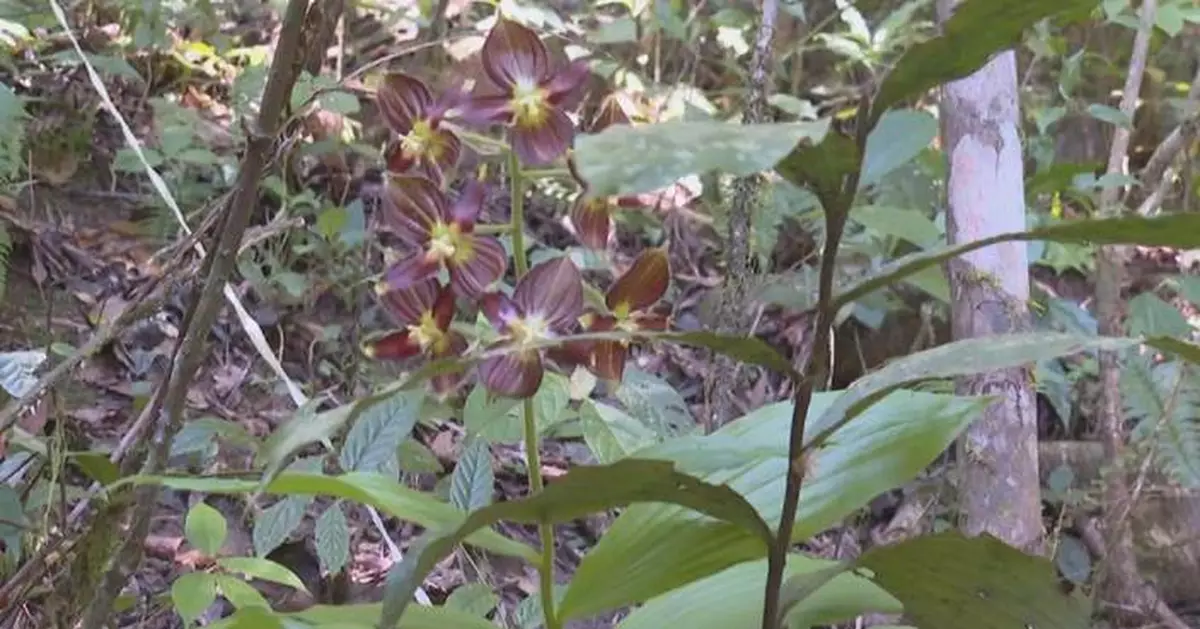 Rare orchid species discovered in southwest China's Yunnan
